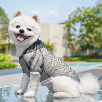 Breathable Summer Dog Shirt: Fit and Safety Tips